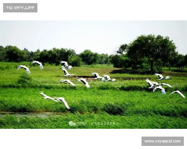 鹤观岛自然景观与文化底蕴深厚是旅行者不可错过的完美目的地